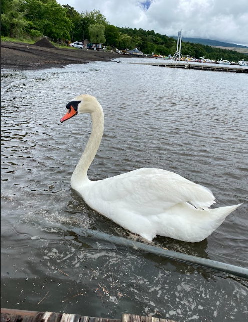 山中湖白鳥の湖