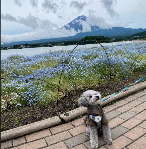 河口湖大石公園